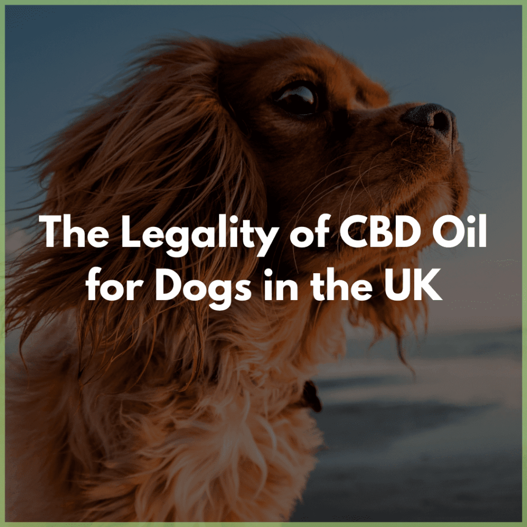cbd-for-dogs