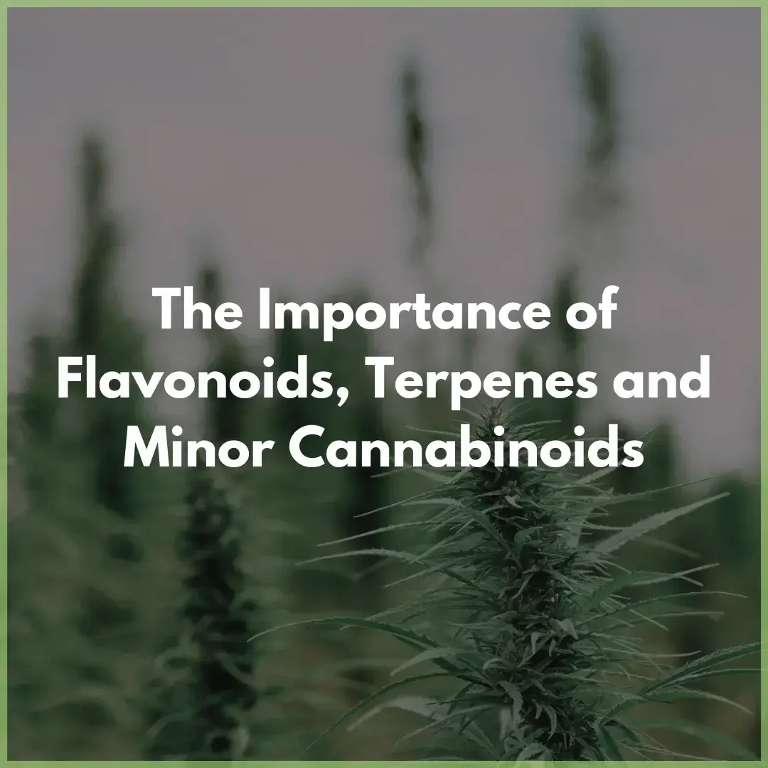 flavonoids__terpenes__cannabinoids__1_