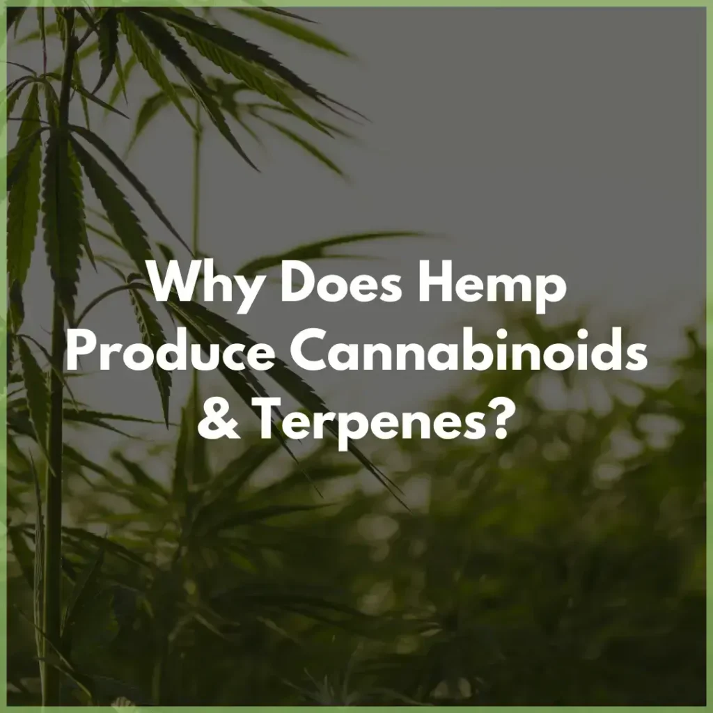 hemp_plants cannabinoids terpenes