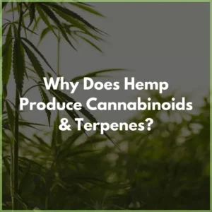 hemp_plants cannabinoids terpenes