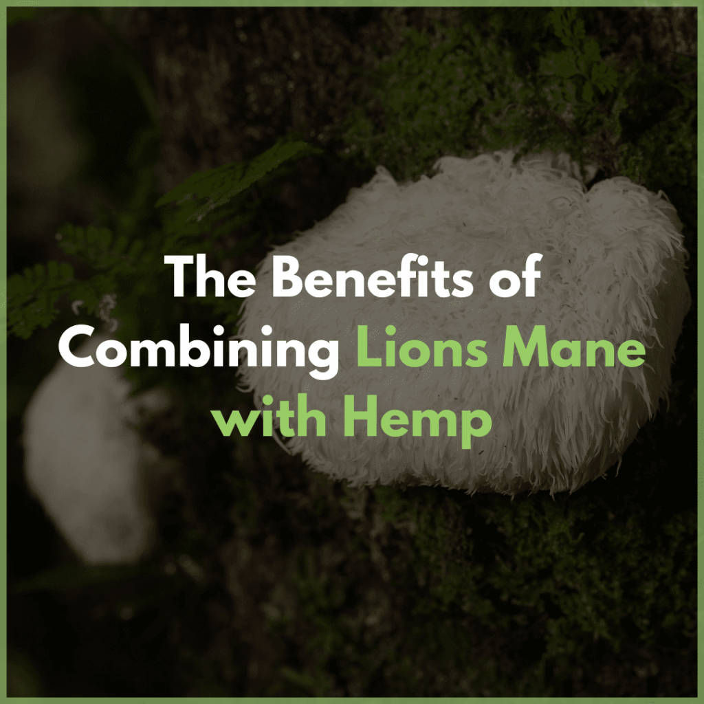 lions-mane and hemp
