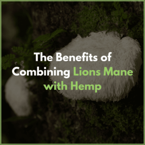lions-mane and hemp