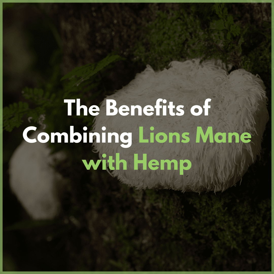 lions-mane and hemp