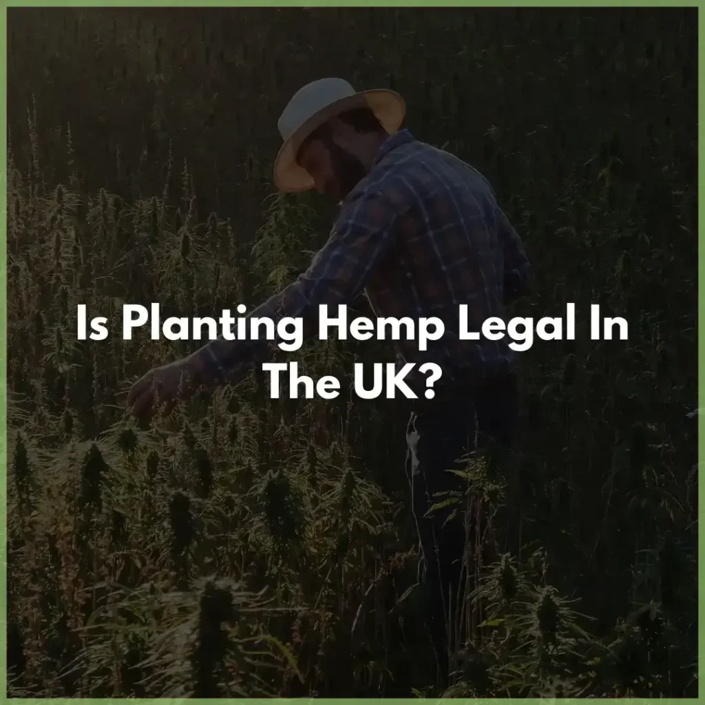 planting_hemp UK