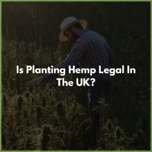 planting_hemp UK
