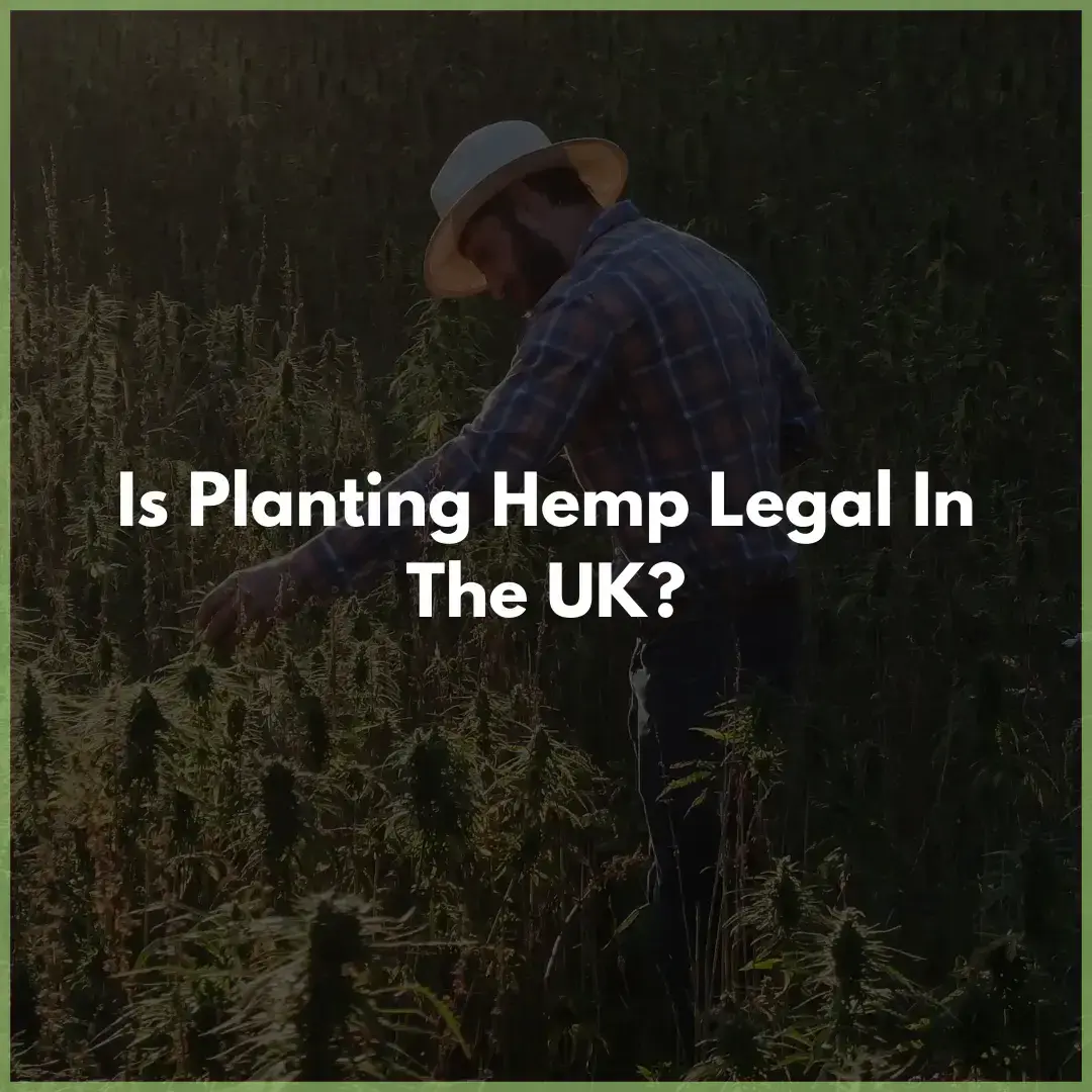 planting_hemp UK