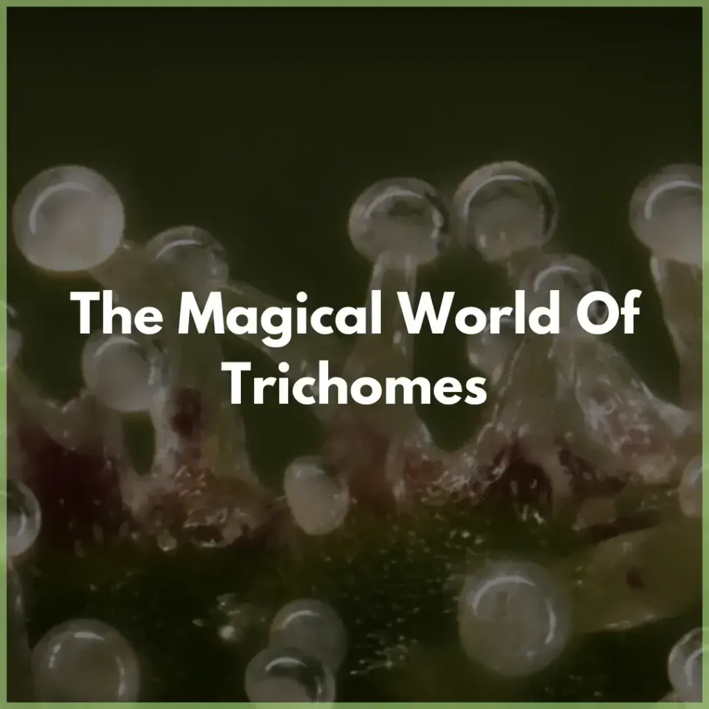 trichomes (1)